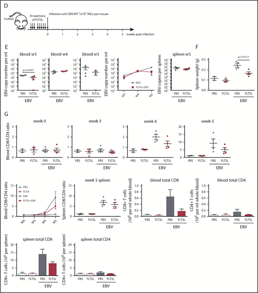 EBV infection decreases pDCs in the blood of huNSG mice. (A) The DC subsets, pDCs (huCD45+, HLA-DR+, CD3CD19CD56–, CD14CD16–, CD11c–, and BDCA-2+), and cDCs (huCD45+, HLA-DR+, CD3CD19CD56–, CD14CD16–, and CD11c+) were examined by using flow cytometry (see supplemental Figure 5A for gating strategy) in the blood and spleens of huNSG mice, 5 to 6 weeks after infection with 1 × 105 RGU EBV IP or PBS treatment as a control. The DC frequencies of huCD45+ cells (n = 16-21, from 6 individual cohorts) and total numbers (n = 12-15, from 5 individual cohorts) of the DC subsets were determined. (B) pDC frequencies (n = 16-20, paired Student t test) and total numbers (n = 4-11, unpaired Student t test) were measured over time. (C) FLT3L (20 μg per mouse) or PBS was injected IP into huNSG mice for 5 or 8 consecutive days to expand the DC compartment. The DC frequencies of huCD45+ cells, their fold increase, and total DC numbers in the blood (PBS, n = 15; FLT3L, n = 20), as well as the total DC number in the spleen (PBS, n = 9; FLT3L, n = 13), were assessed for pDCs, cDCs, and the BDCA-1+ or BDCA-3+ cDC subsets. (D) After 8 IP injections of FLT3L, huNSG mice from one cohort were infected with 1 × 105 RGU EBV and thereafter monitored for T-cell expansion and EBV viral load in the blood (schematic depiction). (E) EBV viral load was determined at weeks 3 to 5 in the blood and at week 5 in the spleen. (F) Spleen weight was determined at week 5, and unpaired Student t tests were applied. (G) Conversion of the CD8/CD4 T-cell ratio was monitored weekly in the blood and in the spleen at week 5. Total CD8+ and CD4+ T-cell numbers per milliliter whole blood and per spleen at week 5 are depicted. In the summary graphs over time (E,G), data are presented as the mean ± SEM (PBS, n = 2; FLT3L, n = 3; EBV + PBS, n = 4; EBV + FLT3L, n = 4).
