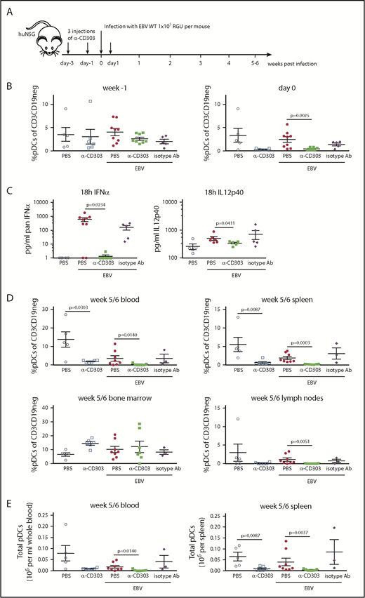 pDC depletion alters neither viral load nor T-cell expansion in EBV-infected huNSG mice. (A) pDCs were depleted in huNSG mice by using 3 injections of a CD303-specific antibody (anti–CD303-LFB; designated α-CD303 throughout the figures) before infection with 1 × 105 RGU EBV. Alternatively, PBS or isotype antibody treatment was used as controls (schematic depiction). (B) Percentage of pDCs was determined by flow cytometry gating on HLA-DR+, CD19–, CD3–, NKp46–, CD14CD16–, CD11c–, CD123+, and CD4+ cells (supplemental Figure 7A). Before treatment and at day 0, after 2 α-CD303 injections, the pDC depletion efficiency was analyzed. Mann-Whitney U tests were applied. (C) The impact of the α-CD303 treatment on cytokine secretion in terms of IFN-α and IL-12p40 production was measured in huNSG mice that were infected with 5 × 105 RGU EBV. Unpaired Student t tests were applied. (D) To compare the depletion efficiency of α-CD303 in the different organs, pDC frequencies were determined in processed blood, spleen, bone marrow, and lymph node cells at the time of euthanization (week 5 or 6). Mann-Whitney U tests were applied. Total pDC (E) or cDC (F) counts in blood and spleen at the time of euthanization are depicted. Mann-Whitney U tests were applied. (G) EBV viral loads were determined at weeks 2 to 5 in the blood and at the time of euthanization in the spleen. (H) Spleen weight was measured at the time of euthanization. (I) The ratio of CD8/CD4 T cells was monitored weekly in the blood and at week 5/6 in the spleen. Data were pooled from 1 independent experiment (PBS, n = 5; PBS + α-CD303, n = 5; EBV + PBS, n = 9; EBV + α-CD303, n = 8; EBV + isotype, n = 5). In the summary graphs over time (G, I), data are presented as the mean ± SEM. WT, wild-type.