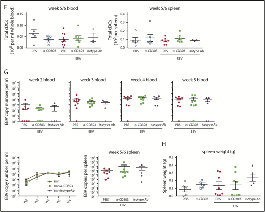 pDC depletion alters neither viral load nor T-cell expansion in EBV-infected huNSG mice. (A) pDCs were depleted in huNSG mice by using 3 injections of a CD303-specific antibody (anti–CD303-LFB; designated α-CD303 throughout the figures) before infection with 1 × 105 RGU EBV. Alternatively, PBS or isotype antibody treatment was used as controls (schematic depiction). (B) Percentage of pDCs was determined by flow cytometry gating on HLA-DR+, CD19–, CD3–, NKp46–, CD14CD16–, CD11c–, CD123+, and CD4+ cells (supplemental Figure 7A). Before treatment and at day 0, after 2 α-CD303 injections, the pDC depletion efficiency was analyzed. Mann-Whitney U tests were applied. (C) The impact of the α-CD303 treatment on cytokine secretion in terms of IFN-α and IL-12p40 production was measured in huNSG mice that were infected with 5 × 105 RGU EBV. Unpaired Student t tests were applied. (D) To compare the depletion efficiency of α-CD303 in the different organs, pDC frequencies were determined in processed blood, spleen, bone marrow, and lymph node cells at the time of euthanization (week 5 or 6). Mann-Whitney U tests were applied. Total pDC (E) or cDC (F) counts in blood and spleen at the time of euthanization are depicted. Mann-Whitney U tests were applied. (G) EBV viral loads were determined at weeks 2 to 5 in the blood and at the time of euthanization in the spleen. (H) Spleen weight was measured at the time of euthanization. (I) The ratio of CD8/CD4 T cells was monitored weekly in the blood and at week 5/6 in the spleen. Data were pooled from 1 independent experiment (PBS, n = 5; PBS + α-CD303, n = 5; EBV + PBS, n = 9; EBV + α-CD303, n = 8; EBV + isotype, n = 5). In the summary graphs over time (G, I), data are presented as the mean ± SEM. WT, wild-type.