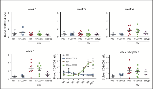 pDC depletion alters neither viral load nor T-cell expansion in EBV-infected huNSG mice. (A) pDCs were depleted in huNSG mice by using 3 injections of a CD303-specific antibody (anti–CD303-LFB; designated α-CD303 throughout the figures) before infection with 1 × 105 RGU EBV. Alternatively, PBS or isotype antibody treatment was used as controls (schematic depiction). (B) Percentage of pDCs was determined by flow cytometry gating on HLA-DR+, CD19–, CD3–, NKp46–, CD14CD16–, CD11c–, CD123+, and CD4+ cells (supplemental Figure 7A). Before treatment and at day 0, after 2 α-CD303 injections, the pDC depletion efficiency was analyzed. Mann-Whitney U tests were applied. (C) The impact of the α-CD303 treatment on cytokine secretion in terms of IFN-α and IL-12p40 production was measured in huNSG mice that were infected with 5 × 105 RGU EBV. Unpaired Student t tests were applied. (D) To compare the depletion efficiency of α-CD303 in the different organs, pDC frequencies were determined in processed blood, spleen, bone marrow, and lymph node cells at the time of euthanization (week 5 or 6). Mann-Whitney U tests were applied. Total pDC (E) or cDC (F) counts in blood and spleen at the time of euthanization are depicted. Mann-Whitney U tests were applied. (G) EBV viral loads were determined at weeks 2 to 5 in the blood and at the time of euthanization in the spleen. (H) Spleen weight was measured at the time of euthanization. (I) The ratio of CD8/CD4 T cells was monitored weekly in the blood and at week 5/6 in the spleen. Data were pooled from 1 independent experiment (PBS, n = 5; PBS + α-CD303, n = 5; EBV + PBS, n = 9; EBV + α-CD303, n = 8; EBV + isotype, n = 5). In the summary graphs over time (G, I), data are presented as the mean ± SEM. WT, wild-type.