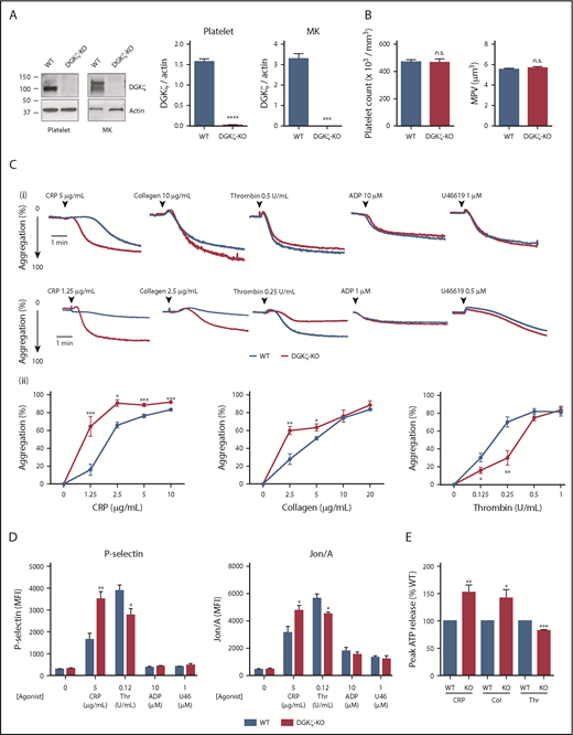 Figure 1. DGKζ negatively regulates GPVI-mediated platelet activation but enhances thrombin (Thr)-mediated platelet activation. (A) Whole lysates of washed platelets and megakaryocytes (MKs) from WT and DGKζ-KO mice were analyzed by western blotting for DGKζ and actin. The blot shown on the left is representative of 3 to 4 independent experiments. Quantification of band densities (right) is reported as the mean ± SEM (n = 3-4). (B) Platelet counts (left) and mean platelet volumes (MPVs; right) observed in WT and DGKζ-KO mice. Values represent means ± SEM (n = 20). (Ci) Aggregation of washed platelets from WT and DGKζ-KO mice was measured by lumiaggregometry in response to high (top) and low (bottom) doses of CRP, collagen (Col), Thr, adenosine 5′-diphosphate (ADP), and U46619. Each aggregation tracing is representative of 3 to 5 independent experiments. (ii) Dose-response curve of maximal platelet aggregation after CRP, Col, and Thr stimulation. Values represent the mean ± SEM of maximal platelet aggregation observed in 3 to 4 independent experiments. (D) P-selectin exposure (left) and Jon/A binding as a reporter of activation of integrin αIIbβ3 (right) were measured by flow cytometry in washed platelets after 20 minutes of stimulation with CRP, Thr, ADP, and U46619 (U46) at the indicated concentrations. Values represent the mean ± SEM of mean fluorescence intensity (MFI) observed in 5 independent experiments. (E) Quantification of peak adenosine triphosphate (ATP) released from platelets stimulated with CRP (2.5 μg/mL), Col (5 μg/mL), and Thr (0.5 U/mL) relative to WT. ATP release was measured by lumiaggregometry. Values represent the mean ± SEM observed in 3 to 5 independent experiments. Statistical analysis was performed by the unpaired Student t test. *P < .05, **P <.01, ***P < .001, ****P < .0001 of DGKζ-KO as compared with WT. n.s., not significant.
