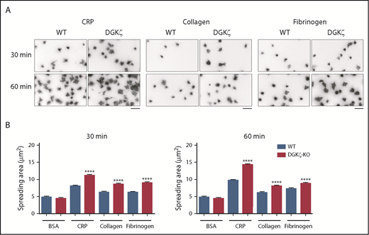 Figure 2. DGKζ-KO platelets exhibit enhanced platelet spreading on substrates for both GPVI and integrin αIIbβ3. Washed platelets from WT and DGKζ-KO mice were allowed to adhere on immobilized CRP (50 μg/mL), collagen (50 μg/mL), or fibrinogen (30 μg/mL) for the indicated times at 37°C. After washing with phosphate-buffered saline to remove unbound platelets, adherent platelets were fixed and stained with phalloidin-TRITC. (A) Images of spread platelets representative of 3 independent experiments are shown. Bars represent 10 μm. (B) The average area covered by individual platelets was quantified from at least 4 images per substrate and 250 to 500 platelets per time point. Spreading area is reported as the mean ± SEM. Statistical analysis was performed using the unpaired Student t test. ****P < .0001 of DGKζ-KO as compared with WT.