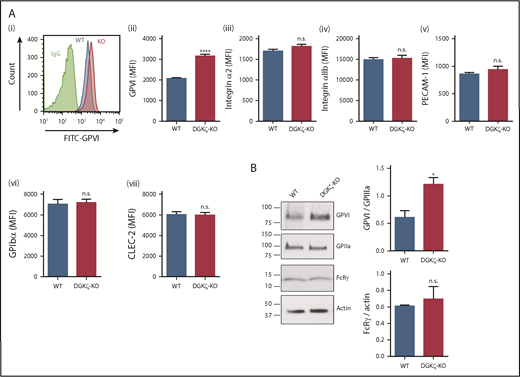 Figure 5. Increased expression of GPVI in DGKζ-KO platelets. (A) Platelet surface receptor expression of GPVI (i-ii), integrin α2 (iii), integrin αIIb (iv), PECAM-1 (v), GPIbα (vi), and CLEC-2 (vii) was measured in diluted whole blood samples from WT and DGKζ-KO mice by flow cytometry. Mean fluorescence intensity (MFI) is reported as the mean ± SEM (n = 10). (B) Whole lysates of washed platelets from WT and DGKζ-KO mice were analyzed by western blotting for GPVI, GPIIIa, FcRγ chain, and actin. The blots are representative of 4 independent experiments. Quantification of band densities (right) is reported as the mean ± SEM (n = 4). Statistical analysis was performed using the unpaired Student t test. *P < .05, ****P < .0001 of DGKζ-KO as compared with WT platelets. FITC, fluorescein isothiocyanate; IgG, immunoglobulin G.