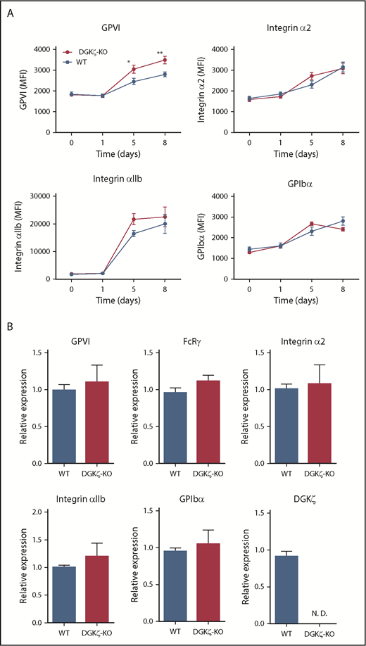 Figure 6. DGKζ deficiency enhances surface expression of GPVI without increased messenger RNA (mRNA) in murine megakaryocytes. (A) Bone marrow–derived hematopoietic stem cells from WT and DGKζ-KO mice were cultured in TPO plus SCF for 0, 1, 5, or 8 days to obtain megakaryocytes, and surface expression of GPVI, integrin α2, integrin αIIb, and GPIbα was measured by flow cytometry. Mean fluorescence intensity (MFI) is reported as the mean ± SEM (n = 6). (B) Mature megakaryocytes were enriched by using a BSA density gradient, and RNA was extracted. Quantitative RT-PCR was performed, and relative expression levels of GPVI, FcRγ chain, integrin α2, integrin αIIb, GPIbα, and DGKζ in DGKζ-KO megakaryocytes are shown relative to WT expression levels (n = 5). Hypoxanthine-guanine phosphoribosyltransferase was used for normalization. *P < .05, **P < .01 of DGKζ-KO as compared with WT megakaryocytes. N.D., not detectable.