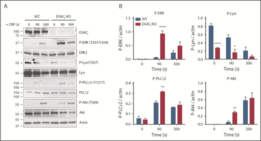Figure 7. DGKζ deficiency enhances signaling in response to GPVI activation. WT and DGKζ-KO washed platelets were stimulated with 1 μg/mL of CRP for 90 and 300 seconds under stirring conditions in an aggregometer. Lysates were analyzed for DGKζ, phosphorylated ERK (P-ERK; Thr202/Tyr204), ERK2, P-Lyn (Tyr 507), Lyn, P-PLCγ2 (Tyr 1217), PLCγ2, P-Akt (Thr 308), Akt, and actin. (A) Blot shown is representative of 3 independent experiments. (B) Quantification of band densities normalized to actin over all experiments is reported as the mean ± SEM (n = 3). Statistical analysis was performed using the unpaired Student t test. *P < .05, **P < .01, ****P < .0001 of DGKζ-KO as compared with WT platelets.