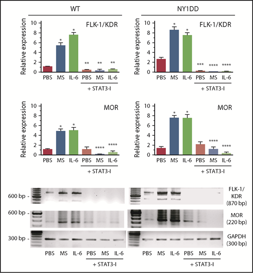 Figure 5. Morphine (MS) stimulates MOR and Flk1 gene expression by a STAT3-mediated mechanism. Reverse transcription polymerase chain reaction was performed for MOR and FLK-1/KDR (VEGFR2) on total RNA from RECs from WT and NY1DD sickle mice incubated with phosphate-buffered saline (PBS), 1 μM of MS, or 1 ng/mL of IL-6 in the absence or presence of 0.5 mM of STAT3 inhibitor peptide (STAT3-I) for 48 hours. Representative density images are shown. All graph values are mean ± SEM for 3 independent experiments with RECs performed in triplicate. Significance was determined by 1-way analysis of variance, Dunnet’s multiple comparisons. *P < .0001 vs PBS of matching mouse/messenger RNA, **P < .01, ***P < .05, and ****P < .001 for matching treatment vs treatment + STAT3-I.