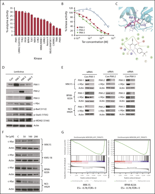 Figure 1. Leflunomide directly inhibits PIM protein kinase activity and impairs c-Myc signaling. (A) A screening assay described by Anastassiadis et al.23 was applied to test the inhibitory activity of 200 µM Ter on ∼600 known kinases. Kinases that were inhibited >70% at 200 µM Ter are shown. (B) PIM1-3 in vitro kinase activity assays using increasing concentrations of Ter. (C) In silico docking studies suggest that Ter may bind to the ATP-binding site of PIM kinases. Top, the docking pose of Ter at the PIM-3 ATP-binding site. Cyan ribbon, kinase backbone; black dots, hydrogen bonds between the drug molecule and protein. Bottom, 2-dimensional protein-ligand interaction diagram. Ter forms 2 hydrogen bonds with G105 and D189, together with a salt-bridge interaction with K69. (D) Overexpression of PIM proteins in MM.1S cells stabilizes or induces c-Myc protein expression and expression of PIM downstream proteins. (E) siRNA-mediated knockdown of PIM proteins is associated with inhibition of c-Myc protein expression. (F) Western blotting showing inhibition of c-Myc protein expression in MM cells treated for 48 hours with 50 to 200 µM Ter. (G) Gene set enrichment analysis graph of c-Myc upregulated genes24 upon treatment of MM.1S and RPMI-8226 cells with 200 µM Ter or control for 48 hours revealed that c-Myc signaling was significantly impaired (negative enrichment score) upon Ter treatment in both cell lines and replicates. The Menssen Myc data set contains genes upregulated by Myc after transduction of human umbilical vein endothelial cell cells with a Myc-expressing adenovirus. One representative result is shown for each cell line. Supplemental Figure 3H shows similar results using a separate, independent Myc data set.25 ES, enrichment score; FDR, false discovery rate; siRNA, small interfering RNA.