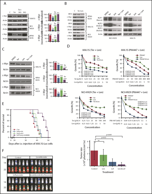 Figure 2. Leflunomide synergizes with lenalidomide in inhibition of MM cell growth in vitro and in vivo, at least in part through synergistic c-Myc inhibition. (A) Proteasome inhibitor MG132 (1 µM) reverses Ter-induced c-Myc inhibition. MM.1S, NCI-H929, and RPMI-8226 cells were treated with 200 µM Ter for 7 hours. MG132 was added during the last 4 hours. Quantification of c-Myc expression after normalization to Actin expression is shown on the right. (B) Len (20 µM), but not Ter (200 µM), inhibits expression of IRF4 protein in RPMI-8226, MM.1S, and NCI-H929 MM cells treated for 24 hours (left). Len (20 µM), but not Ter (200 µM), inhibits expression of Ikaros transcription factor family members in MM cells NCI-H929 and MM.1S treated for 24 hours (right). (C) Lef synergizes with Len in inhibition of c-Myc protein expression in MM.1S, RPMI-8226, and NCI-H929 cells. Cells were incubated for 48 hours with 100 µM Ter and/or 20 µM Len, as indicated, and c-Myc expression was monitored by western blot. (Right) Quantification of c-Myc expression after normalization to Actin expression. (D) Len synergizes with (left) Ter and (right) PIM447 in in vitro growth inhibition of MM.1S and NCI-H929 MM cells. Cells were treated with constant ratios of Len:Ter or Len:PIM447 for 72 hours, as indicated. CI values are presented. (E) Lef synergizes with Len in survival of MM.1S xenograft NSG mice. A total of 5 × 106 MM.1S-Luc cells were IV injected; treatment (7-8 mice per group) was initiated 2 weeks after injection. Survival was used as the end point. (F) Representative bioluminescence images (left) and quantification of tumor size (right) of control-, Len-, Lef-, and Len+Lef–treated animals as described in panel E. CI, combination index; DMSO, dimethyl sulfoxide; ED, effective dose.