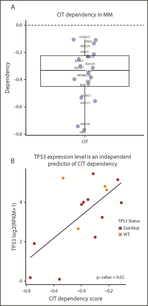 Figure 4. Dependency Map analysis. (A) CIT-dependency scores for available MM cell lines. (B) Multivariate analysis of CIT and related genes showing TP53 expression as an independent predictor of CIT dependency (multivariate P = .02).