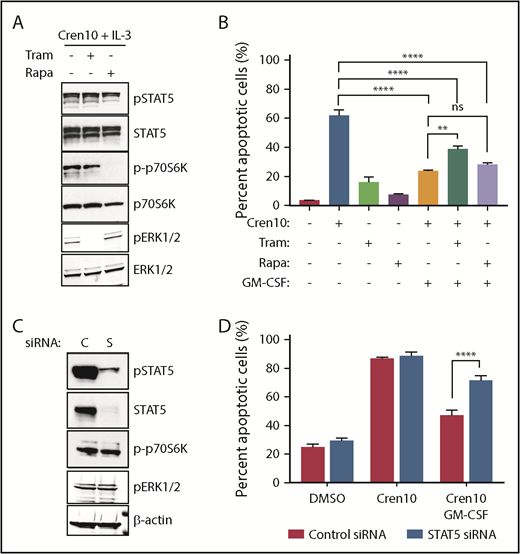 Figure 3. STAT5 is necessary for cytokine rescue. (A) Immunoblot of MV4;11 cells treated with indicated drugs for 2 hours. (B) Percent apoptosis by Annexin-V staining of MV4;11 cells treated for 72 hours with indicated drugs ± GM-CSF (n = 3). (C) Immunoblot of MV4;11 cells nucleofected with indicated siRNA. (D) Percent apoptosis by Annexin-V staining of MV4;11 cells nucleofected with control or STAT5A/B siRNA and treated with crenolanib ± GM-CSF for 72 hours (n = 3). Error bars represent SEM. **P < .01; ****P < .0001. C, control; Rapa, rapamycin 100 nM; S, STAT5A/B; Tram, trametinib 10 nM.