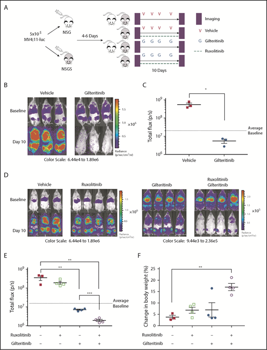 Figure 6. Combined FLT3 and JAK inhibition decreases leukemic burden in vivo. (A) Schematic of in vivo experimental design. Gilteritinib was administered by oral gavage at 60 mg/kg thrice weekly. Ruxolitinib was administered continuously by using a chow formulation (2000 mg/kg of chow). Luminescent imaging of NSG mice (B) or NSGS mice (D) at baseline and after 10 days of indicated treatment. A different color scale is used for the right panel in D to emphasize differences. Images using a uniform scale are presented in supplemental Figure 3. (C,E) Quantification of total flux for panels B and D, respectively. Dashed line represents average pretreatment baseline luminescence. (F) Percent change in body weight of NSGS mice after 10 days of indicated treatment. Error bars represent SEM. *P < .05; **P < .01; ***P < .001.