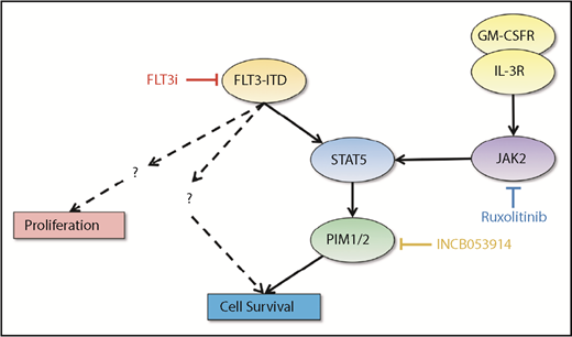 Figure 7. Model of cytokine-mediated rescue. FLT3-ITD stimulates both proliferation and cell survival. FLT3 inhibitors are able to inhibit both cellular processes. Redundant survival signaling is mediated through a JAK2-STAT5-PIM pathway downstream of the GM-CSF or IL-3 receptor. Inhibition of cell survival requires blockade of both FLT3-ITD and cytokine signaling with either ruxolitinib or INCB053914. INCB053914 is a pan-PIM inhibitor; however, our data only support a physiologic role for PIM1/2 in the role of cytokine-mediated rescue of cells from FLT3 inhibition (FLT3i).