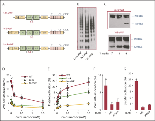 Figure 1. Role of VWF-A2 in self-association. (A) Schematic of VWF proteins. A1 domain is deleted in ΔA1-VWF. WT protein (WT-VWF) has vicinal Cys in the A2 domain. The disulfide bond links the N and C terminus of VWF-A2 in Lock-VWF. (B) Protein multimer distribution of VWF variants expressed in HEK293T-furin cells. (C) Time course of VWF cleavage by 1 U/mL ADAMTS13 in the presence of 1.6 M urea at 37°C. Minimal cleavage of Lock-VWF is noted. (D-E) Five × 107/mL washed platelets were shear mixed at 9600/s in a cone-plate viscometer along with 10 μg/mL ΔA1-488, either in the absence of VWF or upon addition of 10 μg/mL WT-VWF or Lock-VWF. Buffer calcium concentration was varied from 0 to 1.5M CaCl2 (EDTA was not added). VWF self-association (D) and percentage platelet activation (E) were measured using flow cytometry for samples withdrawn at 5 minutes. VWF self-association quantifies the percentage of platelets binding more than basal (t = 0) levels of Alexa 488-conjugated ΔA1-VWF (ΔA1-488). Platelet activation measures the percentage of platelets binding PE-conjugated Annexin V. (F-G) VWF self-association (F) and platelet activation (G) triggered by WT-VWF was blocked by 20 µg/mL mAbs AK2 (anti-GpIbα) and AVW-3 (anti-VWF A1 domain). Data in panels D-G are from 3 to 4 independents runs, each containing 3 technical replicates. *P < .05 with respect to all other treatments at that calcium concentration. VWF self-association and platelet activation are higher for runs performed with WT-VWF compared with Lock-VWF.