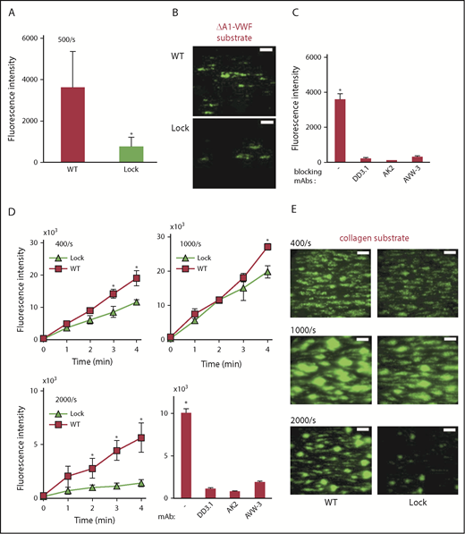 Figure 2. Microfluidics thrombus formation assay. (A-C) Washed blood containing fluorescent-labeled platelets and 10 µg/mL WT-VWF/Lock-VWF were perfused at a wall shear rate of 500/s over substrates adsorbed with 40 µg/mL ΔA1-VWF. (A) Thrombus formation was measured based on fluorescence intensity in the field of view. (B) Representative images of platelet accumulation on ΔA1-VWF substrate shows greater accumulation in the case of WT-VWF. (C) Platelet accumulation on ΔA1-VWF in runs containing WT-VWF was blocked by mAbs against GpIbα (AK2), VWF-A1 (AVW-3) and VWF-D’D3 (clone DD3.1). (D-E) Thrombus formation on collagen substrate in the presence of 10 µg/mL WT-VWF or Lock-VWF. (D) Wall shear rate was varied: 400/s, 1000/s, and 2000/s. Thrombus formation was blocked by mAbs AK2, AVW-3, and DD3.1, at 1000/s. (E) Representative images of thrombus formation at 3 minutes at different shears. All microfluidics assays were performed 3 to 4 times, each with 2 to 4 repeats. *P < .05 with respect to all other treatments. (B,E) Scale bars, 100 µm. Platelets stained using BCECF-AM.