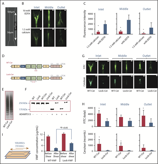Figure 3. VWF fiber formation on collagen in stenosed channel. (A) Schematic design of flow chamber used for fiber formation assay. (B) Citrated human plasma, supplemented with either 1.5 M CaCl2 or 10 mM EDTA, was perfused over type I collagen substrates for 10 minutes at 100 000/s. A FITC-coupled anti-VWF Ab was added postperfusion to visualize VWF fibers. Representative images in different parts of the flow chamber are show. VWF fiber formation was promoted upon calcium chelation. (C) Fluorescence intensity of fibers formed was measured in different parts of the flow device: inlet transition from 100 µm to 50 µm width, 50 μm middle section, and outlet from 50 μm to 100 μm as shown in panel B. (D-F) VWF variants (WT and Lock) were created with a Cerulean (CFP)-insert prior to the A1 domain in WT and Lock-VWF (D). Protein multimer distribution following expression in HEK293T-furin cells (E), and susceptibility to proteolysis by 1 U/mL ADAMTS13 overnight at 37°C in the presence of 1.6 M urea (F). (G-H) Human plasma was mixed with 5 μg/mL WT-Cer or Lock-Cer VWF variants in the presence of 10 mM EDTA, and perfused over collagen at 100 000/s. Fiber formation was measured in different regions of the flow device. FITC-conjugated anti-VWF Ab measured total VWF deposits, and cerulean fluorescence assayed only recombinant-protein accumulation. Representative images (G) and quantitative analysis (H) are presented. (I) Approximately10 µg/mL WT- or Lock-VWF were repeatedly perfused in the collagen coated stenosed flow chamber at a maximum wall shear rate of 100 000/s for 10 minutes. This allowed 20 passages of VWF through the flow constriction. Solution concentration of VWF was measured before and after shear application. Greater amounts of WT-VWF was lost compared with Lock-VWF. All microfluidics assays were performed 3 times, each with 2 to 4 repeats. *P < .05 with respect to all other treatments. VWF self-association was diminished in the presence of calcium, and upon use of Lock-variants. (B,G) Scale bars, 50 µm; VWF labeled with FITC (green) or Ceruelan (cyan).