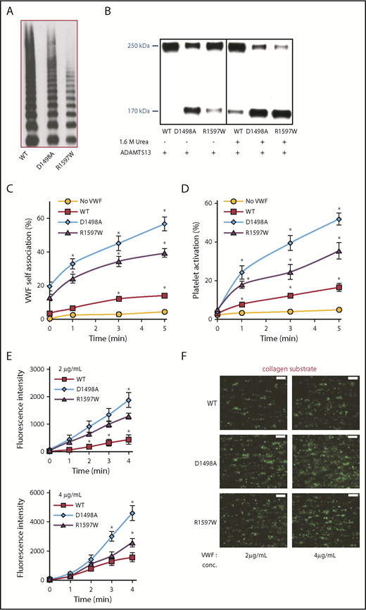 Figure 4. Self-association of VWD type 2A and calcium-binding–deficient mutants. (A) Multimer distribution of WT- and mutant-VWF produced in HEK293T-furin cells. (B) A total of 1 U/mL ADAMTS13 was added to various proteins for 4 hours in the absence or presence of 1.6 M urea. VWF proteolysis was greater for the mutant molecules, and this was evident even in the absence of urea. (C-D) PRP from normal human donors was diluted 50-fold and shear mixed with 10 μg/mL ΔA1-488 at 9600/s in a viscometer in the absence of supplemented calcium, along with either 5 μg/mL WT-VWF, D1498A, or R1597W. VWF self-association (C) and platelet activation (D) were measured identically to Figure 1. (E) Thrombus formation on collagen type I was measured at 1000/s following methods in Figure 2D-E. Greater thrombus formation was noted upon supplementing washed blood with D1498A and R1597W (either 2 or 4 µg/mL) compared with WT-VWF. (F) Representative images of thrombus formation at 3 minutes. Assays were performed 3 to 4 times, each with 2 to 4 repeats. *P < .05 with respect to all other treatments. Scale bars in panel F, 100 µm; BCECF platelet stain.