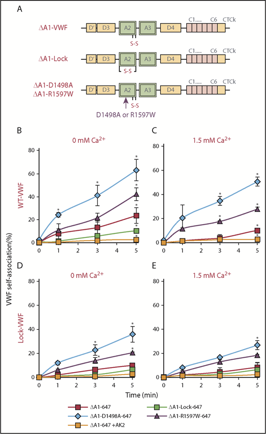 Figure 5. Molecular mechanism of VWF self-association. (A) Four VWF mutants lacking the A1 domain were produced, and each was labeled with Alexa 647. (B-E) PRP was diluted 50-fold into HEPES buffer containing one of the ΔA1-Alexa 647 variants (2.5 µg/mL), along with either 5 µg/mL WT-VWF (B-C) or Lock-VWF (D-E). The mixture was sheared at 9600/s using a viscometer in buffer containing either no exogenous calcium (B,D) or physiological calcium (C,E). VWF self-association was measured based on ΔA1-Alexa 647 binding to platelets using flow cytometry. VWF self-association was observed even when the ΔA1-proteins were sheared in the presence of Lock-VWF (lower panels), indicating that the unfolded A2 domain may bind other VWF regions also, in addition to homotypic association. *P < .05 with respect to all other treatments at indicated times. Data are from 3 repeats.