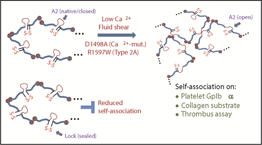 Figure 7. Conceptual model of VWF self-association. The A2 domain of WT/native VWF is in a closed conformation. The unfolding of this domain is promoted by fluid shear, and enhanced upon depleting calcium and mutating A2 to prevent calcium binding. Such shear mediated A2-unfolding promotes VWF self-association on platelet GpIbα thus enhancing SIPAct. This also augments VWF binding to collagen, promoting thrombus growth. The introduction of a disulfide bond across A2 locks/seals the domain, preventing A2-unfolding and VWF self-association.