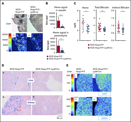 Keap1 deletion in monocytes/granulocytes improves heme and iron metabolism. (A) iMScope analysis of heme in SCD::Keap1F/F (i,iii) and SCD::Keap1F/F::LysM-Cre mouse livers (ii,iv). Bright-field images are shown in the upper panel (i-ii), and the yellow and red regions in the lower panel (iii-iv) represent heme accumulation in liver vessels and parenchyma. (B) Quantification of heme ion emissions in the vessels of the liver (upper) and parenchyma (lower) of SCD::Keap1F/F mice and SCD::Keap1F/F::LysM-Cre mice. (C) Plasma heme levels (left), plasma total bilirubin levels (middle), and plasma indirect bilirubin levels (right) of SCD::Keap1F/F mice and SCD::Keap1F/F LysM-Cre mice. (D) Prussian blue staining of iron in the livers (a,c) and kidneys (b,d) of SCD::Keap1F/F mice (a-b) and SCD::Keap1F/F::LysM-Cre mice (c-d). The red arrows show iron accumulation. Scale bar, 50 μm. (E) Matrix-assisted laser desorption/ionization iMScope of GSH (upper; i-ii) and GSSG (lower; iii-iv) in livers from SCD::Keap1F/F mice and SCD::Keap1F/F::LysM-Cre mice via iMScope. *P < .05; **P < .01.