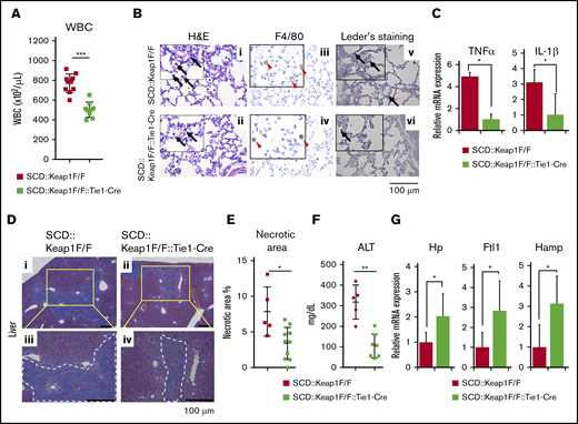 EC-specific deletion of Keap1 rescues inflammation and liver function. (A) WBC counts in the peripheral blood of SCD::Keap1F/F mice (n = 10) and SCD::Keap1F/F::Tie1-Cre mice (n = 9). (B) H&E, F4/80, and chloroacetate esterase (Leder staining) staining of lungs from SCD::Keap1F/F (i,iii,v) mice and SCD::Keap1F/F::Tie1-Cre (ii,iv,vi) mice showing infiltration of macrophages (iii-iv) and neutrophils (v-vi) and congestion of the lungs of SCD::Keap1 F/F mice. Black arrows show myeloid cells and neutrophils; arrowheads indicate macrophages, and red arrows denote neutrophils. (C) Quantification of the mRNA levels of TNF-α (upper) and IL-1β (lower) in the lungs of SCD::Keap1F/F mice (n = 5) and SCD::Keap1F/F::Tie1-Cre mice (n = 6). (D) Masson trichrome staining of livers from SCD::Keap1F/F mice (i,iii) and SCD::Keap1F/F::Tie1-Cre mice (ii,iv). Scale bar, 100 µm. (E) Quantification analysis of necrotic areas in the liver. Necrotic areas were measured in each mouse using BZ Analyzer Software (KEYENCE) and are expressed as the percent of the total area. (F) Liver ALT levels of SCD::Keap1F/F mice (n = 5) and SCD::Keap1F/F::Tie1-Cre mice (n = 7). (G) Quantification of the mRNA levels of Hp, Ftl1, and Hamp in the livers of SCD::Keap1F/F mice (n = 5) and SCD::Keap1F/F::Tie1-Cre mice (n = 5). The bar graphs represent the mean ± standard deviation. *P < .05; **P < .01; ***P < .001.