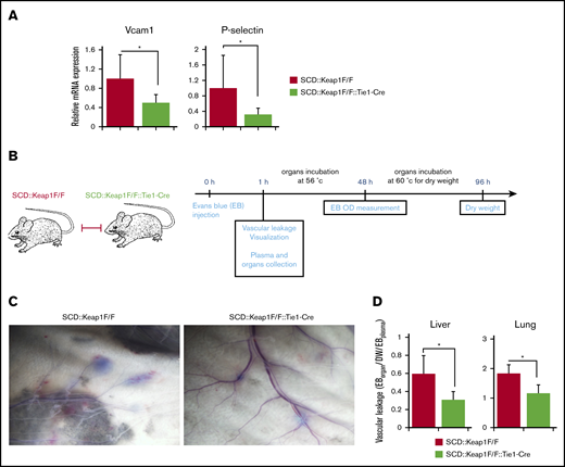 Nrf2 activation in the ECs of SCD mice alters vascular leakage in vivo. (A) Quantification of the mRNA levels of Vcam1 (left) and P-selectin (right) in the lungs of SCD::Keap1F/F mice (n = 8) and SCD::Keap1F/F::Tie1-Cre mice (n = 8). (B) Schematic illustration of the Evans blue (EB) experiment. (C) Nrf2 activation in SCD::Keap1F/F::Tie1-Cre mice abrogates vascular leakage in the back skin. (D) Quantification of the ratio of formamide-extracted EB by spectrophotometry (610 nm), corrected for dry weight (DW) and hemoglobin (450 nm), in the livers and lungs of SCD::Keap1F/F and SCD::Keap1F/F::Tie1-Cre mice. *P < .05 (n = 5). OD, optical density.