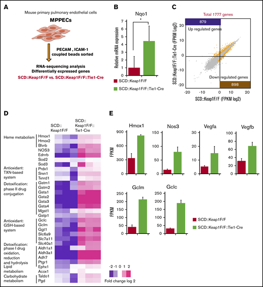 Keap1 deletion in ECs upregulates the cell defense mechanism related to Nrf2. (A) Model of MPPEC culture and analysis. (B) Relative mRNA levels of Nqo1 in the MPPECs of SCD::Keap1F/F mice (n = 5) and SCD::Keap1F/F::Tie1-Cre mice (n = 5). *P < .05. (C) Scatter plots comparing transcript levels in SCD::Keap1F/F (x-axis) and SCD::Keap1F/F::Tie1-Cre (y-axis) MPPECs. A total of 879 (purple) genes were significantly upregulated, and 898 (mustard) genes were significantly downregulated in SCD Keap1F/F::Tie1-Cre MPPECs compared with those in SCD::Keap1F/F MPPECs. (D) Heat map showing relative expression levels in SCD::Keap1F/F (left) and SCD::Keap1F/F::Tie1-Cre mice (right). (E) Expression levels of Hmox1, Nos3, Vegfa, Vegfb, Gclm, and Gclc as fragments per kilobyte of exons per million fragments (FPKM) read values. TXN, thioredoxin.