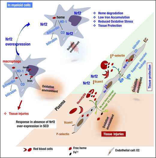 Model illustrating how Nrf2 activation via the deletion of Keap1 in ECs or monocytes/granulocytes contributes individually to ameliorating the SCD phenotype. In SCD, chronic hemolysis alters the balance between the production and detoxification of antioxidants. In macrophages, for instance (left), Nrf2 insufficiency impairs the safe storage and metabolism of iron ions and free heme. Upon Nrf2 overexpression, macrophages can break down and store free heme and iron in less toxic molecules and decrease the production of oxidative species. In ECs (right), hemolysis and lower levels of Nrf2 promote the activation of ECs, expression of adhesion molecules, and impairment of endothelial barrier integrity (orange board). Activation of Nrf2 (green panel) inhibits the expression of Vcam1 and P-selectin, upregulates the expression of antioxidant enzymes, and, last but not least, inhibits vascular leakage by restoring the integrity of the vascular endothelium. EC-specific or monocyte/granulocyte-specific activation of Nrf2 ultimately protects organs from inflammation and damage in a distinct manner.