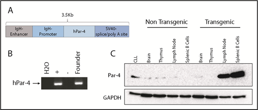 Figure 1. Generation of transgenic mice expressing human Par-4 (PAWR). (A) Composition of the linearized DNA construct used for pronuclear injection. The human Par-4 gene (PAWR) is placed upstream of the immunoglobulin heavy-chain promoter and Eµ enhancer. (B) PCR verification of the human Par-4 transgene in the genome of the founder line using primers specific for the human homolog. (C) Whole-cell lysates were made from the indicated tissues harvested from Par-4 transgenic and WT littermates and analyzed by immunoblot for Par-4 expression. Lysate from human CLL cells was included as a positive control. GAPDH, glyceraldehyde-3-phosphate dehydrogenase.