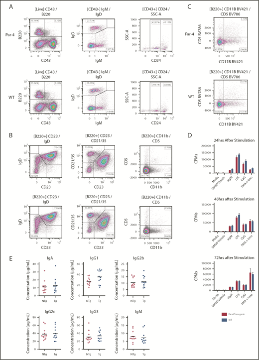 Figure 2. Development and functional analysis of B cells from Par-4 transgenic and nontransgenic littermates. (A-C) Bone marrow (A), spleen (B), and peritoneal cavity aspirate (C) from transgenic (Par-4) and nontransgenic (WT) individuals were stained for various B-cell markers and analyzed by flow cytometry. Dot plots gated on live B cells are shown from representative animals (n = 4). Populations of mature (CD43−IgM+IgD+), immature (CD43−IgM+IgD−), pro- (CD43+CD24Int), pre- (CD43+CD24+), marginal zone (CD21/35+CD23−IgD−), follicular (CD21/35+CD23+IgD+), B1a (CD11b+CD5+), B1b (CD11b+CD5−), and B2 (CD11b−CD5−) B cells were then determined. (D) Splenic B cells isolated from transgenic and nontransgenic animals (n = 6 per group) were stimulated with anti-mouse IgM, LPS, CpG, or PMA + ionomycin and incubated in the presence of tritiated thymidine for the indicated number of hours. Incorporated thymidine was determined as counts per minute (CPMs) and is shown as means for each group, with error bars indicating standard error of the mean. (E) Basal serum levels of IgM, IgA, IgG1, IgG2a, IgG2b, and IgG3 in transgenic (Tg; Par-4) and nontransgenic (NTg; WT) mice as determined by enzyme-linked immunosorbent assay. Bars represent mean serum concentrations of the indicated isotype (n = 12). DMSO, dimethyl sulfoxide.