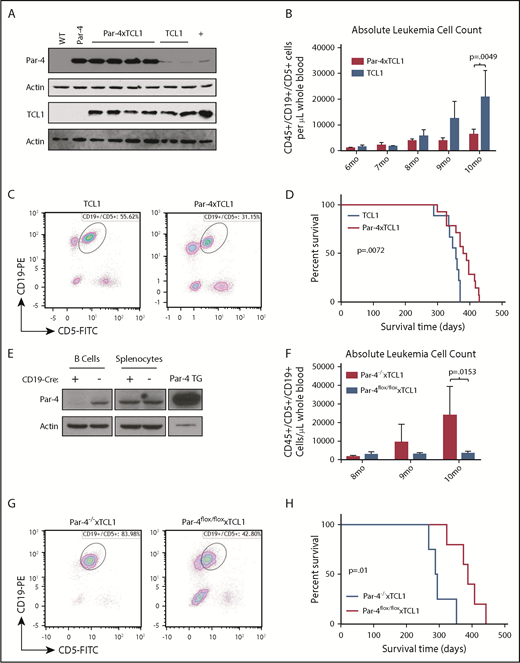 Figure 3. Par-4 decelerates accumulation of CLL-like cells in Par-4 × TCL1 mice. Par-4 transgenic mice were bred to the TCL1 leukemia model to produce Par-4 × TCL1 mice. (A) Par-4 × TCL1 mice were checked for expression of both transgenes by immunoblot using lysate made from purified splenic B cells. (B) Cohorts of TCL1 mice (n = 14) and Par-4 × TCL1 mice (n = 21) were bled monthly starting at 6 months, and disease was tracked by flow cytometry that quantified the absolute counts of CD45+CD19+CD5+ leukemic cells per microliter of peripheral blood (P = .0049). (C) Representative dot plots of peripheral blood flow from TCL1 and Par-4 × TCL1 animals at 10 months of age. (D) Overall survival data displayed in a Kaplan-Meier curve (n = 9 TCL1, n = 14 Par-4 × TCL1, P = .0072). (E) Par-4flox/flox mice were bred to CD19-Cre mice to produce a B-cell–specific Par-4 knockout line, which was verified by immunoblot using lysate from purified splenic B cells. Par-4 knockout mice were then bred to TCL1 mice to produce triple-transgenic Par-4flox/flox × CD19-CRE × TCL1 mice. Cohorts of triple-transgenic (n = 5) and Par-4flox/flox × TCL1 (n = 6) mice were bled monthly starting at 8 months, and disease was tracked as above. (F) Absolute counts of CD45+CD19+CD5+ leukemic cells per microliter of blood at ages 8 to 10 months (P = .0153). (G) Representative dot plots of peripheral blood flow from Par-4flox/flox × CD19-CRE × TCL1 and Par-4flox/flox × TCL1 animals at 10 months of age. (H) Overall survival data displayed in a Kaplan-Meier curve (n = 5 Par-4flox/flox × CD19-CRE × TCL1, n = 4 Par-4flox/flox × TCL1, P = .01). Bars in graphs displaying absolute leukemia cell counts indicate the mean, with error bars representing the standard error of the mean. Results were analyzed in a mixed-effect model for absolute leukemia cell counts and a log-rank test for differences in median survival time. FITC, fluorescein isothiocyanate; PE, phycoerythrin; TG, transgenic.