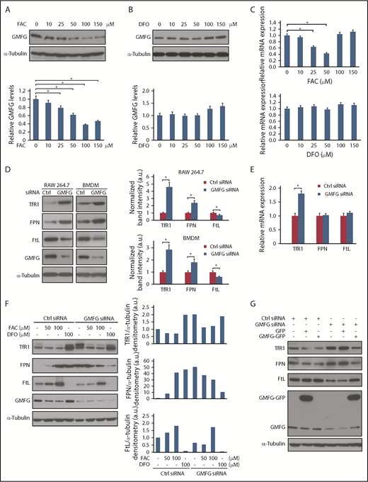 Figure 1. GMFG regulates iron metabolism protein expression in murine macrophages. (A-B) RAW264.7 macrophages were treated with FAC (A; 0-150 µM) or DFO (B; 0-150 µM) in 10% FBS/DMEM for 24 hours. Immunoblot analysis of GMFG in cellular lysates (upper). α-tubulin was used as a loading control. Relative quantification of GMFG protein expression levels from densitometric scans after normalizing to the control α-tubulin (lower graphs). (C) Quantitative polymerase chain reaction (qPCR) analysis of mean relative GMFG messenger RNA (mRNA) expression in FAC- or DFO-treated RAW264.7 macrophages. The data were normalized to 18S mRNA expression. (D) Immunoblot analysis of iron metabolism proteins in cellular lysates of RAW264.7 macrophages or BMDMs transfected with control siRNA (Ctrl) or GMFG siRNA for 48 hours. α-tubulin was used as a loading control. Graphs (right) show relative quantification of immunoblot (left). Protein levels from densitometric scans are normalized to the control α-tubulin and presented as fold change relative to control siRNA-transfected cells. (E) qPCR analysis of mean relative mRNA expression levels of iron metabolism proteins in RAW264.7 macrophages transfected with control siRNA or GMFG siRNA for 48 hours. The data were normalized to 18S mRNA expression. (F) Immunoblot analysis of iron metabolism proteins in cellular lysates of RAW264.7 macrophages transfected with control siRNA or GMFG siRNA for 48 hours, then treated with vehicle, FAC (50-100 µM), or DFO (100 µM) for 24 hours. α-tubulin was used as a loading control. Graphs (right) show relative quantification of immunoblot (left). Protein levels from densitometric scans are normalized to the control α-tubulin and presented as fold change relative to control siRNA-transfected cells before treatments. (G) Immunoblot analysis of iron metabolism proteins in cellular lysates of RAW264.7 macrophages transfected with control siRNA or GMFG siRNA for 48 hours, followed by cotransfection of GFP vector or GMFG-GFP plasmid for another 24 hours. α-tubulin was used as a loading control. Data represent the mean ± standard deviation of at least 3 independent experiments. *P < .05 compared with control untreated cells or control siRNA-transfected cells. a.u., arbitrary units.