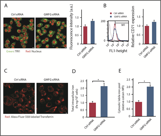 Figure 2. Knockdown of GMFG in macrophages increases intracellular iron content. (A) Representative images of immunofluorescence analysis of TfR1 in RAW264.7 macrophages transfected with control siRNA (Ctrl) or GMFG siRNA for 48 hours. TfR1 was visualized using anti-TfR1 antibody and Alexa Fluor 488–conjugated secondary antibody. Nuclei were counterstained with 4′,6-diamidino-2-phenylindole. Scale bar, 50 μm. Quantification (right) of immunofluorescence intensity (left). Data represent the normalized mean corrected fluorescence intensity (MFI) ± standard deviation of 3 independent experiments. (B) Flow cytometry analysis of cell surface expression levels of TfR1 (CD71) in RAW264.7 macrophages transfected with control siRNA or GMFG siRNA for 48 hours. Representative histogram of unstained control siRNA-transfected cells (gray) or cells stained with the anti-CD71 antibody in control siRNA-transfected cells (red) and GMFG siRNA-transfected cells (blue) in control siRNA (left). Quantification (right) of CD71 cell surface expression flow cytometry results (left). Data represent the normalized MFI ± SD of 3 independent experiments. (C) Representative images of immunofluorescence analysis of Alexa Fluor 568–conjugated Tf internalization in RAW264.7 macrophages transfected with control siRNA or GMFG siRNA for 48 hours. Scale bar, 50 μm. (D) Analysis of total intracellular iron levels in RAW264.7 macrophages transfected with control siRNA or GMFG siRNA for 72 hours as measured by inductively coupled plasma mass spectrometry. Iron content was normalized to the total iron in control siRNA-transfected cells. (E) Analysis of labile iron pool in RAW264.7 macrophages transfected with control siRNA or GMFG siRNA for 72 hours as measured by calcein AM. Iron content was normalized to the total iron in control siRNA-transfected cells. Data represent the mean ± standard deviation of at least 3 independent experiments. *P < .05 compared with control siRNA-transfected cells.
