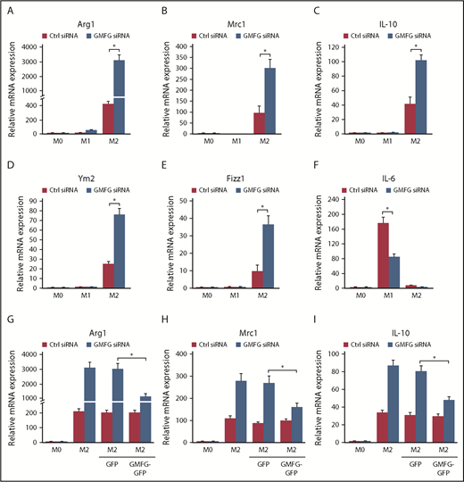 Figure 3. Knockdown of GMFG promotes M2 macrophage polarization. (A-F) BMDMs were transfected with control siRNA (Ctrl) or GMFG siRNA for 48 hours, then stimulated without (M0) or with M1 (LPS/IFN-γ) or M2 (IL-4/IL-13) macrophage inducers for 24 hours. Bar graphs represent quantitative polymerase chain reaction (qPCR) analysis of mean relative mRNA expression of M2 (A-E) or M1 (F) macrophage marker genes normalized to 18S mRNA expression. (G-I) qPCR analysis of mean relative mRNA expression of M2 macrophage marker genes in BMDMs transfected with control siRNA or GMFG siRNA for 48 hours, followed by cotransfection of GFP vector or GMFG-GFP plasmid for another 24 hours, then stimulated without (M0) or with M2 macrophage inducers for 24 hours, normalized to 18S mRNA expression. Data represent the mean ± standard deviation of at least 3 independent experiments. *P < .05 compared with control siRNA-transfected cells.