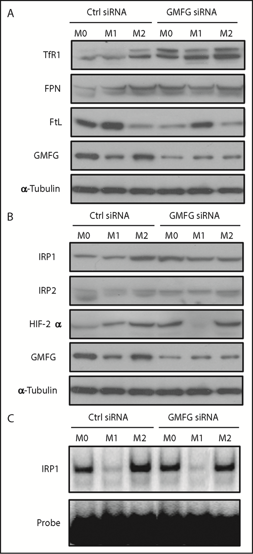 Figure 4. Knockdown of GMFG in macrophages alters iron metabolism protein expression to mimic that observed in the M2 macrophage phenotype. (A) Immunoblot analysis of iron metabolism proteins in cellular lysates of RAW264.7 macrophages transfected with control siRNA (Ctrl) or GMFG siRNA for 48 hours, then stimulated without (M0) or with M1 (LPS/IFN-γ) or M2 (IL-4/IL-13) macrophage inducers for 24 hours. α-tubulin was used as a loading control. (B) Immunoblot analysis of IRP1, IRP2, and HIF-2α in cellular lysates of RAW264.7 macrophages transfected with control siRNA or GMFG siRNA for 48 hours, then stimulated without (M0) or with M1 or M2 macrophage inducers. α-tubulin was used as a loading control. (C) Representative RNA-binding activity of IRP1 analyzed by electrophoretic mobility shift assays. RAW264.7 macrophages were transfected with control siRNA or GMFG siRNA for 48 hours, then stimulated without (M0) or with M1 or M2 macrophage inducers for 24 hours. Cytoplasmic lysates were incubated with an excess of a phosphorus-32–labeled iron regulatory element probe. RNA-protein complexes were resolved on nondenaturing polyacrylamide gels and revealed by autoradiography.