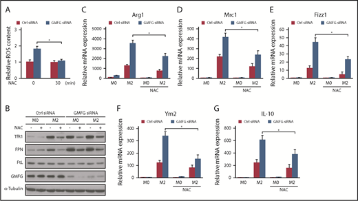 Figure 6. GMFG-knockdown modulation of iron metabolism protein expression and the M2 macrophage phenotype are associated with increased mtROS. (A) mtROS levels in RAW264.7 macrophages transfected with control siRNA (Ctrl) or GMFG siRNA for 48 hours, then treated with 8 mM of NAC for 30 minutes. Macrophages were then stained with MitoSOX and subjected to flow cytometry, and fluorescence-activated cell sorting MFI values were calculated. Intracellular ROS was expressed as the fold change of MFI normalized to the controls. Data represent the mean ± standard deviation of 3 independent experiments. (B) Immunoblot analysis of iron metabolism proteins in cellular lysates of RAW264.7 macrophages transfected with control siRNA or GMFG siRNA for 48 hours, then stimulated without (M0) or with M2 (IL-4/IL-13) macrophage inducers for 24 hours. Cells were subsequently treated with or without 8 mM of NAC for 30 minutes. α-tubulin was used as a loading control. (C-G) Quantitative polymerase chain reaction (qPCR) analysis of mean relative mRNA expression of M2 macrophage marker genes in RAW264.7 macrophages transfected with control siRNA or GMFG siRNA for 48 hours, then stimulated without (M0) or with M2 (IL-4/IL-13) macrophage inducers for 24 hours. Cells were subsequently treated with or without 8 mM of NAC for 30 minutes before RNA isolation. Expression levels were normalized to 18S mRNA expression. Data represent the mean ± standard deviation of at least 3 independent experiments. *P < .05 compared with no NAC treatment GMFG siRNA-transfected M2 cells.