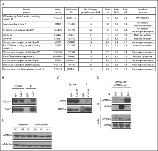 Figure 7. GMFG is associated with the mitochondrial membrane protein ATAD3A. (A) Cellular lysates of human THP-1 cells transfected with control siRNA (Ctrl) or GMFG siRNA for 48 hours were immunoprecipitated with control immunoglobulin G (IgG) or monoclonal anti-GMFG antibodies. The immunoprecipitated proteins were isolated using Dynabeads protein G, eluted, and subjected to liquid chromatography-tandem mass spectrometry analysis. Proteome data from Ctrl siRNA- or GMFG siRNA-transfected THP-1 cells were analyzed by MaxQuant, including protein name, intensity L (Ctrl siRNA- or GMFG siRNA-transfected cells immunoprecipitated with IgG antibody), intensity H (Ctrl siRNA-transfected cells immunoprecipitated with GMFG antibody), intensity M (GMFG siRNA-transfected cells immunoprecipitated with GMFG antibody), normalized H/L ratio, H/M ratio, and M/L ratio. (B-C) Immunoprecipitation analysis of GMFG association with the mitochondrial membrane protein ATAD3A in human THP-1 cells. Total cellular lysates were immunoprecipitated with anti-GMFG antibody (B) or anti-ATAD3A antibody (C), then the immunoprecipitants subjected to immunoblot analysis with anti-ATAD3A or anti-GMFG antibody. Samples of the total lysate after immunoprecipitated complexes/beads were isolated (lysates) are shown in the left 2 lanes; immunoprecipitates (IPs) are shown in the right 2 lanes. (D) Cellular lysates of human HEK-293T cells cotransfected with GFP-tagged GMFG plasmid and Myc-DDK–tagged ATAD3A plasmid for 48 hours were immunoprecipitated with control IgG, anti-GFP, or anti-Myc antibody; the IPs were then subjected to immunoblot analysis with anti-ATAD3A or anti-GMFG antibody. Samples of the total lysate after immunoprecipitated complexes/beads were isolated (lysates; bottom). Each sample corresponds to 5% of the cell lysate used in each immunoprecipitation. (E) Immunoblot analysis of ATAD3A proteins in cellular lysates of RAW264.7 macrophages transfected with control siRNA (Ctrl) or GMFG siRNA for 48 hours, then stimulated without (M0) or with M1 (LPS/IFN-γ) or M2 (IL-4/IL-13) macrophage inducers for 24 hours. α-tubulin was used as a loading control.