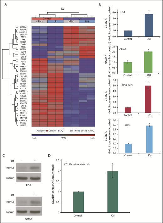 Figure 2. JQ1 induces HDAC6 expression in MM cells. (A) JQ1 treatment upregulates HDAC6 expression. LP-1 and OPM-2 MM cells were treated with 500 nM JQ1 for 24 hours. Gene expression changes were determined using Affymetrix expression arrays. Protein ubiquitination-related genes with significant induction/repression are illustrated in the heat map. (B) qRT-CR analysis of HDAC6 levels. Four MM cell lines were treated with 500 nM JQ1 for 24 hours, and HDAC6 expression was measured by qRT-PCR. Data are shown as mean ± SD; n = 3. (C) JQ1 increases HDAC6 protein expression. LP-1 and OPM-2 MM cells were treated with the 500 nM JQ1 for 24 hours. HDAC6 protein expression was determined by immunoblotting. (D) qRT-PCR analysis of HDAC6 levels in CD138+ cells collected from MM patients. CD138+ MM cells were treated with 500 nM JQ1 for 24 hours, and HDAC6 expression was measured by qRT-PCR. Data are shown as mean ± SD; n = 5. *Indicates a significant difference from controls. P < .05.
