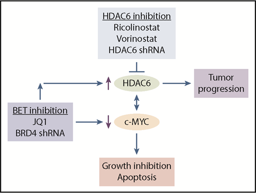 Figure 7. HDAC6 inhibition improves the efficacy BET antagonists. Inhibition of BET activity with JQ1 or BRD4 shRNA decreases c-MYC levels but also induces HDAC6 expression. Upregulation of HDAC6 has been associated with cancer progression and drug resistance and has been established as a potential anticancer target. Antagonizing HDAC6 with shRNA, the HDAC6 selective inhibitor ricolinostat, or the pan-HDAC inhibitor vorinostat blocks HDAC6 activity and augments the antimyeloma activity of BET inhibition.