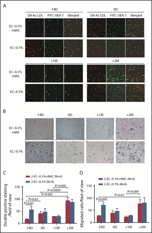 Figure 4. Prophylactic NAC intervention improved the function of BM ECs in the EC < 0.1% group to levels similar to those in the EC ≥ 0.1% group post-HSCT. Representative images of typical BM ECs characterized by double-positive staining (merged in yellow) of both DiI-AcLDL (red) and FITC-UEA-1 (green) (A; original magnification ×4) and transwell migration assays of cultivated BM ECs at day 7 in culture (B; original magnification ×10). The migrated cells (purple) were stained with crystal violet. Quantification of BM double-positive staining cells (C) and EC migration (D) per field of view were compared at −14 days and 0 days pre-HSCT and +1 month and +2 months post-HSCT between the EC < 0.1% with prophylactic NAC intervention group and the EC ≥ 0.1% group. The cells in 3 random fields were counted and averaged. The data are expressed as the mean and SEM. Statistical analyses were performed using 1-way ANOVA for comparisons among the groups. Subject variables were compared using the χ2 test for categorical variables and the Mann-Whitney U test for continuous variables. P < .05 was considered statistically significant and values are provided in the figure.