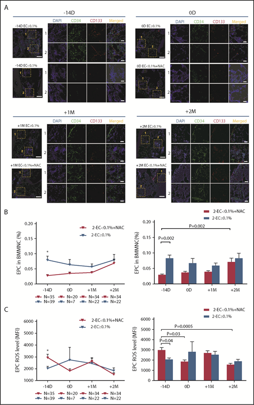 Figure 5. Prophylactic NAC intervention improved the dynamic reconstitution of BM EPCs in the EC < 0.1% group to similar levels relative to those in the EC ≥ 0.1% group. (A) Immunofluorescence staining of EPCs in BM trephine biopsies. Mouse anti-human CD34 (green) and rabbit anti-human CD133 (red) were incubated to identify the BM EPCs. 4′,6-Diamidino-2-phenylindole (DAPI; blue) was used to stain the nucleus. In situ histological analyses of BM trephine biopsies showed the dynamic reconstitution of double-positive (merged in yellow) CD34 (green)- and CD133 (red)-stained EPCs pre- and post-HSCT between the 2 groups of patients (scale bars represent 50 μm). The dynamic reconstitution (left panel) and statistical analyses (right panel) of BM EPC percentages (B) and EPC ROS levels (C) were analyzed by flow cytometry in the EC < 0.1% with prophylactic NAC intervention group at −14 days and 0 days pre-HSCT and +1 month and +2 months post-HSCT relative to the EC ≥ 0.1% group in the second clinical trial. The data are expressed as the mean and SEM. Statistical analyses were performed using 1-way ANOVA for comparisons among the groups. Subject variables were compared using the χ2 test for categorical variables and the Mann-Whitney U test for continuous variables. P < .05 was considered statistically significant and values are provided in the figure. *P < .05.