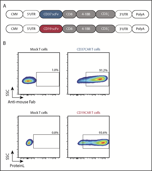 Figure 2. Expression of CD19CAR and CD37CAR in human T cells. (A) A schematic representation of the CAR constructs. (B) mRNAs generated from CD19CAR and CD37CAR constructs (A) were electroporated into T cells. CD19CAR and CD37CAR expression was detected by Protein L staining and anti-mouse Fab antibody, respectively, 18 hours after electroporation.
