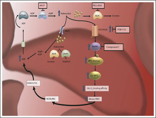 Figure 1. The discovery of pathogenic nature of elevated plasma adenosine signaling via ADORA2B receptor activation in sickling reveals multiple innovative therapeutic targets for SCD. CD73-dependent elevated extracellular adenosine signaling via ADORA2B receptor in RBCs leads to activation of AMPK, subsequently increased BPG mutase activity, elevated 2,3-BPG production, and, eventually, increased deoxyHbS polymerization and sickling. Thus, CD73–ADORA2B–AMPK signaling cascades are innovative therapeutic targets to counteract sickling. ATP, adenosine triphosphate.