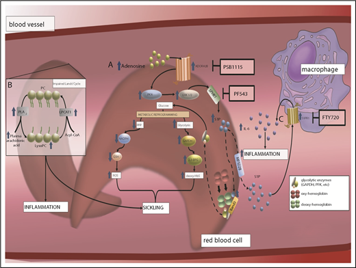 Figure 3. The discovery of an elevation of S1P and an impaired Lands' cycle in erythrocytes promoting sickling reveals multiple potential therapeutics to treat SCD. (A) Elevated plasma adenosine signaling via ADORA2B receptor underlies activation of SphK1 and increased S1P production in sickle RBCs in a PKA- and extracellular signal-regulated kinase (ERK)–dependent manner. Elevated intracellular S1P directly binds to deoxyHbS, which promotes deoxyHbS anchoring to membrane-bound band 3. This enhances the release of membrane-bound glycolytic enzymes to the cytosol, inducing metabolic reprogramming by accelerating glucose metabolism toward glycolysis instead of PPP, which induces 2,3-BPG production and nicotinamide adenine dinucleotide phosphate–mediated glutathione synthesis reduction. As such, elevated SphK1 mediates intracellular S1P production in sickle cells, which results in an increase of 2,3-BPG production and reactive oxygen species (ROS) generation. (B) Elevated erythrocyte membrane lysophosphatidylcholine (LysoPC) content and circulating erythrocyte arachidonic acid in sickle RBCs is the result of an impaired Lands’ cycle. Correcting an imbalanced Lands’ cycle by interfering with the activity of cytosolic PLA2 or inducing activation of lysophosphatidycholine acyltransferase 1 (LPCAT1), 2 key enzymes of the Lands’ cycle, led to a reduction of elevated RBC membrane LysoPC content and circulating arachidonic acid levels, which attenuated sickling. (C) Elevated plasma S1P signaling via S1PR1 contributes to a sustained inflammatory response and disease progression in SCD by reciprocal upregulation of IL-6 and S1PR1 expression in macrophages.