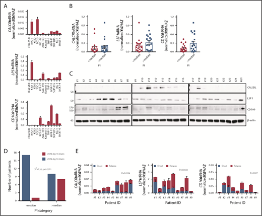 Figure 6. A reverse transcription polymerase chain reaction (RT-PCR)–based 3-gene PI is a biomarker of therapeutic response in AML (SAL series). (A) Detection of CALCRL, LSP1, and CD109 mRNA by quantitative RT-PCR in leukemia cell lines. Bars denote mean ± standard error of the mean (duplicate measurements). (B) Detection of CALCRL, LSP1, and CD109 mRNA by RT-PCR in BM samples from the SAL series (38 adults with newly diagnosed AML; clinical characteristics in supplemental Table 6). The PI was calculated as detailed in “Materials and methods.” (C) Detection of CALCRL, LSP1, and CD109 protein by western blotting (supplemental Materials and methods) in 23 BM samples from the SAL series. (D) Correlation between PI category (median split) and response to induction chemotherapy in the SAL series. Early blast clearance, a major independent predictor of therapy response and long-term outcomes, was defined as having <10% leukemia blasts on day 16 (1 week after the end of the first cycle of induction chemotherapy), as previously described.35 (E) CALCRL, LSP1, and CD109 mRNA levels (duplicate measurements) in matched BM samples from 9 patients in the SAL series who later developed leukemia relapse. The analysis of variance test for paired determinations was used for statistical comparisons between gene expression at diagnosis and time of relapse.