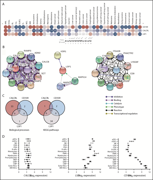 Figure 7. In silico validation of the prognostic implication of CALCRL, LSP1, and CD109 expression in patients with a variety of hematopoietic and solid tumors. (A) Survival z-scores by cancer subtype were retrieved from PRECOG (http://precog.stanford.edu).36 Heat maps of z-scores were built using Morpheus (Broad Institute, Cambridge, MA). Red nodes denote a correlation between high gene expression and shorter OS, whereas blue nodes indicate a correlation between high gene expression and longer OS. (B) Analysis of functional protein association networks using STRING (https://string-db.org/). Top 10 molecules interacting with CALCRL, LSP1, and CD109 are shown together with their predicted mode of action (highest confidence interaction scores >0.900). Network nodes (query proteins) represent proteins produced by a single protein-coding gene locus. White nodes represent second shells of interactors. Empty and filled nodes indicate proteins of unknown or partially known 3-dimensional structure, respectively. Edges represent protein–protein associations. Line shapes denote predicted modes of action. (C) Venn diagrams showing biological processes and Kyoto Encyclopedia of Genes and Genomes (KEGG) pathways related to CALCRL, LSP1, and CD109 expression. (D) Expression of transcripts for CALCRL, LSP1, and CD109 in normal hematopoietic tissues was assessed using a public database of mRNA expression profiles (http://servers.binf.ku.dk/bloodspot/). Mean and standard deviation of gene expression (batch-corrected data) in each HSC subset were plotted. B-ALL, B-cell acute lymphoblastic leukemia; BL, Burkitt lymphoma; CLL, chronic lymphocytic leukemia; CMP, common myeloid progenitor; DLBCL, diffuse large B-cell lymphoma; FL, follicular lymphoma; GMP, granulocyte-macrophage progenitor; MCL, mantle cell lymphoma; mDCs, myeloid dendritic cells; MEP, megakaryocyte-erythroid progenitor; MM, multiple myeloma; NK, natural killer; pDCs, plasmacytoid dendritic cells; PMN, polymorphonuclear; SCC, squamous cell carcinoma.