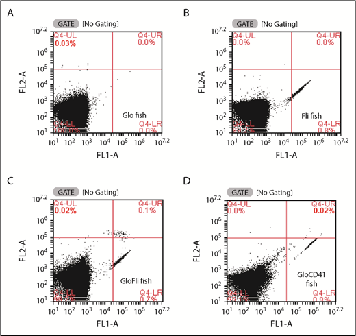 Figure 3. Analysis of GloFli fish thrombocytes by flow cytometry. Representative dot plots show the presence of GFP+ and RFP+ thrombocytes in whole blood of Glo fish (A), Fli fish (B), GloFli fish (C), and GloCD41 fish (D). FL1 and FL2 channels are shown as FL1-A and FL2-A on the x-axis and y-axis, respectively. Forward scattering in FL1 and FL2 channels measures green and red fluorescence from GFP+ and RFP+ thrombocytes and is shown in Q4-LR and Q4-UL gates, respectively. DP thrombocytes (GFP+/RFP+) are shown in the Q4-UR gate. The percentages of thrombocytes are shown in the respective gates. The large percentage of cells shown in Q4-LL (lower left quadrangle) gates represents other blood cells. Gating was according to the fluorescence intensities of thrombocytes in the side scattering.