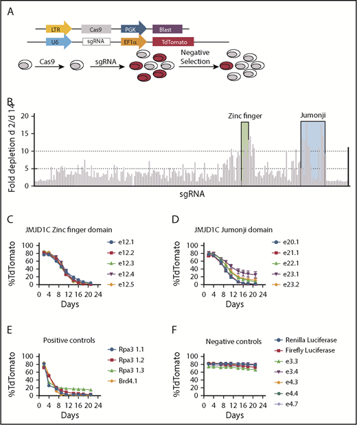 Figure 1. Negative-selection screen using CRISPR/Cas9. (A) Schematics of the screen. Vector used to establish a clonal Cas9-expressing MLL-AF9 leukemia cell line and vector used for sgRNA transduction (upper). Experimental scheme (lower). (B) Fold changes in TdTomato positivity (day 2/day 14) during 14 days in culture. Each bar represents an sgRNA targeting Jmjd1c. The black bar represents sgRNA against Dot1l. Shaded areas are sgRNAs targeting ZFD (green) and Jumonji domain (blue). (C-F) Time course of flow cytometry analysis of TdTomato level after lentiviral transduction of sgRNAs. (B-F) Data are mean ± standard deviation of independently transduced triplicate samples.