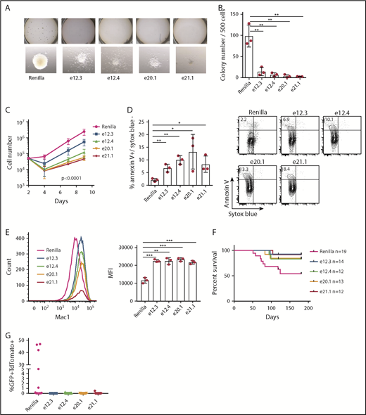 Figure 2. Effect of mutating JMJD1C ZFD and Jumonji domain on MLL-AF9 leukemogenesis. (A-B) CFC assay after transduction of MLL-AF9-Cas9 cells with sgRNAs against ZFD (e12.3, e12.4) and Jumonji domain (e20.1, e21.1). (A) Colonies in methylcellulose culture (upper panels). Individual colony morphology (original magnification ×80; lower panels). (B) Colony counts 1 week after plating. (C) Proliferation assay of sorted GFP+ (marks MLL-AF9) TdTomato+ (marks sgRNA) MLL-AF9-Cas9 leukemia cells after sgRNA transduction. Data are mean ± standard deviation (SD) of 3 independent experiments. The P value was determined by 2-way analysis of variance (ANOVA). For multiple comparisons, P < .05 for day 7 and P < .0001 for day 9 between Renilla and all other sgRNAs, with the exception of Renilla vs e12.3 on day 7 (not statistically significant). (D) Apoptosis assay (left panel). Data are mean ± SD from 3 independent experiments. Representative flow plot; numbers within the upper left quadrant indicate average percentage (right panel). (E) Representative flow cytometry analysis of Mac1 of MLL-AF9-Cas9 leukemia cells 7 days after transduction (left panel). Mean fluorescence intensity (MFI; geometric mean) of Mac1 expression (right panel). Data are mean ± SD from 3 independent experiments. (F) Survival curves of secondary recipient mice that received MLL-AF9-Cas9 cells after transduction with respective sgRNAs. P = .040 overall, log-rank test. Pairwise log-rank test P values between Renilla and JMJD1C sgRNAs: P = .025 for e12.3; P = .137 for e12.4; P = .096 for e20.1, and P = .048 for e21.1. (G) Peripheral blood GFP+TdTomato+ cell percentage 8 weeks after transplantation. P = .05, multiple comparison, 1-way ANOVA. Renilla vs e12.3, P = .06; Renilla vs e12.4, e20.1, and e21.1, P = .08 . *P < .05, **P < .01, ***P < .001, unpaired 2-tailed Student t test.