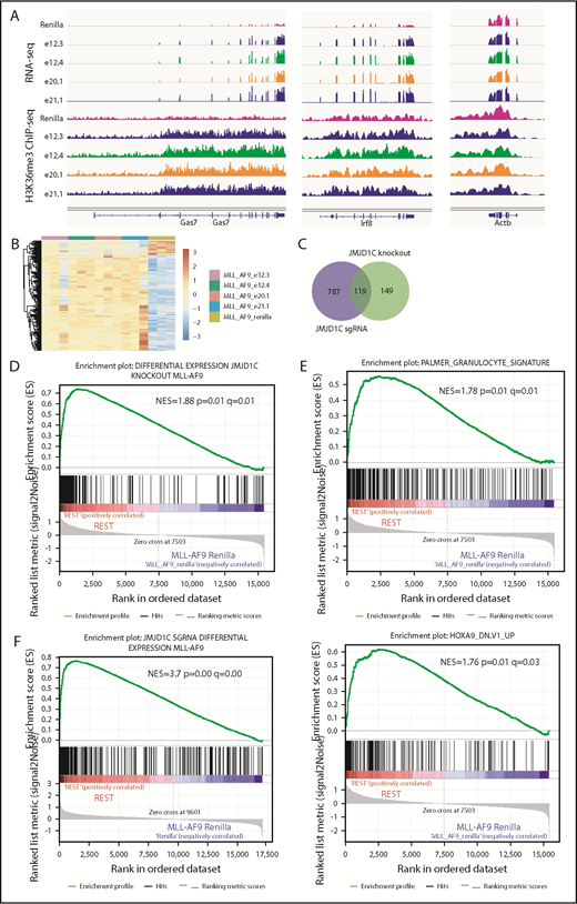 Figure 3. Changes in histone modifications upon loss of JMJD1C. (A) Representative snapshots of RNA-seq and H3K36me3 ChIP-seq (triplicate and duplicate biological replicates, respectively; 1 representative replicate is shown) results in Jmjd1c sgRNA vs Renilla sgRNA cells: Irf8 and Gas7 are genes repressed by JMJD1C, and Actb is a control gene. (B) Heat map of differentially expressed genes (adjusted P < .05 and fold change > 1.5) between MLL-AF9 cells harboring Renilla vs JMJD1C sgRNAs. (C) Venn diagram of overlapping differentially regulated genes in the knockout and sgRNA RNA-seq data set. P < 8.5−97, exact hypergeometric test. GSEA enrichment plots of differentially regulated genes between Jmjd1cf/f and Jmjd1c−/− cells29 (D), indicated gene sets (E, top and bottom) in MLL-AF9 cells harboring Renilla (Renilla) vs JMJD1C sgRNAs (REST) RNA-seq data. (F) GSEA enrichment plots of differentially regulated genes between MLL-AF9 cells harboring Renilla vs JMJD1C sgRNAs in H3K36me3 ChIP-seq data of Renilla vs JMJD1C sgRNAs (REST).