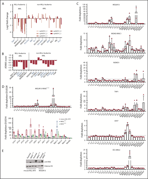 Figure 6. Presence of activating RAS mutations renders cells resistant to JMJD1C loss. Fold change in JMJD1C sgRNA abundance (A)56 and ATARIS score (B)55 in leukemia cell lines. Cell lines in blue bear RAS mutations according to the Broad Institute Cancer Cell Line Encyclopedia. (C) MOLM13, MOMO-MAC-1, NOMO1, THP1, U937, and OCI-AML3 cells were infected with the indicated sgRNA-Cas9-TdTomato viruses and subjected to flow cytometry analysis over a period of 28 days. Fold changes in TdTomato positivity compared with day 3 are plotted. Data are mean ± standard deviation of independently transduced triplicate samples. (D) Fold depletion of sgRNAs in MOLM13 cells overexpressing NRASG12V and in mouse MLL-AF9-Cas9 cells overexpressing NRASG12V and KRASG12D. Data are mean ± standard deviation of independently transduced triplicate samples. (E) Western blotting of NRAS/KRAS expression in cells in panel D.